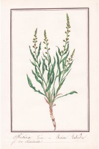 Reseda Gaude = Reseda Luteola - Botanik botany / Blume flower / Pflanze plant