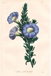 Alona Coelestis - Chile / Blume flower flowers Blumen Botanik botanical botany
