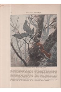 kolorierter Holzstich - Ein Drama in den Lüften: Verfolgt ( Greifvogel jagt Eichhörnchen )