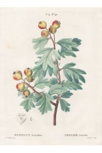 Mespilus azarolus / Neflier azerole. T. 4. No. 42 - Azaroldorn azarole Mediterranean medlar / Botanik botanical botany