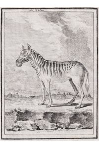 Le Zebra - Zebra Zebras / Tiere animals animaux