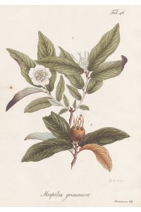 Mespilus germanica - Mispel medlar / Botanik botany / Pflanze plant