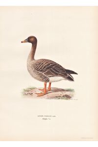 Anser Fabalis - Rietgans bean goose Gans Gänse Entenvögel / Vögel birds oiseaux Vogel bird oiseau