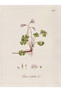 Oxalis acetosella - Sauerklee Kuckucksblume wood sorrel / Botanik botany botanical / Blume flower / Pflanze plant Pflanzen plants