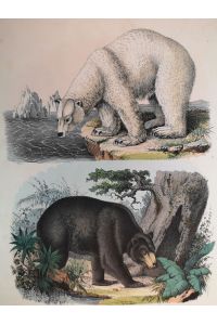 Altkolorierte Lithographie v. 1854. Eisbär und Schwarzbär