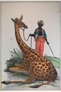 Altkolorierte Lithographie um 1850 . Giraffe mit Dompteur.