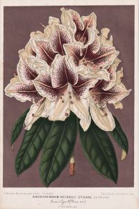 Rhododendrum Archiduc Etienne - Rhododendron Rhododendren / flowers Blume Blumen / Botanik Botanical Botany