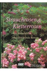 Strauchrosen und Kletterrosen.   - Mit Teehybriden und Floribunda-Rosen.
