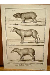 Babi-Roussa + Le Tapir + Le Cabiai ( = Wasserschwein ): Kupferstich von Benard nach Martinet aus  Histoire Naturelle , um 1768.