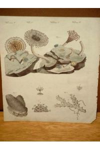 Zoophyten oder Thierpflanzen: Seeköcher - Finger-Alyconie - kriechende, steinige Sertularie: Altkolorierter Kupferstich aus dem  Bilderbuch für Kinder  um 1800.