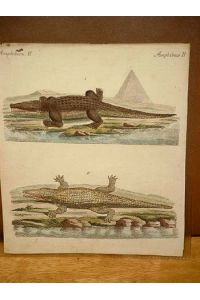 Crocodil: Der Nil-Crocodil: Altkolorierter Kupferstich aus dem  Bilderbuch für Kinder  um 1800 mit dem beiliegenden Textblatt.