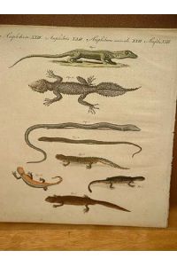 Verschiedene Arten von Eidechsen: Gecko - Seps - Chalcide - Wassersalamander: Altkolorierter Kupferstich aus dem  Bilderbuch für Kinder  um 1800 mit dem beiliegenden Textblatt.