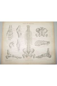 Anatomie des Menschen Bänderapparat Holzstich 1895