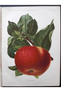 Cellini.   - Or.-Chromolithographie aus: Gaucher's praktischer Obstbaumzüchter, Jahrgang 1888, Tafel 25.