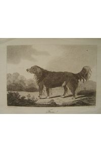 Hund Langhaar Schäferhund Kupferstich von Cook um 1810