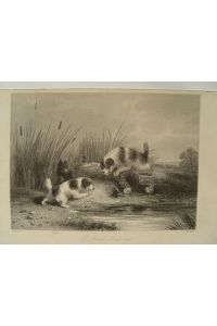 Hunde; Entenjagd Jagd Stahlstich von Westley 1856