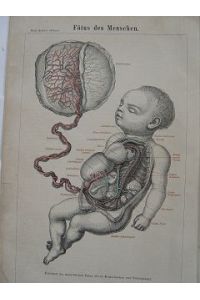 Foetus des Menschen Plazenta Organversorgung durch Nabelschnur; Holzstich 1876