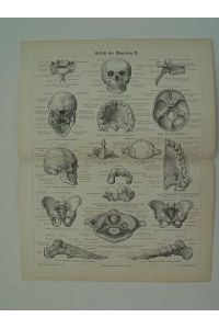 Skelett des Menschen; 2 Tafeln in Holzstich 1893