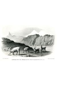 Alpacas on the Cordilleras near Huancavelica - Peru - Lithographie  - aus Exploration of the Valley of the Amazon