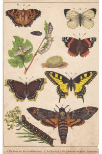 a. Die Raupe des Wolfsmilchschwärmers b. Der Totenkopf, altkolorierte Lithographie um 1875 mit verschiedenen Arten und Stadien, Blattgröße: 29 x 18, 5 cm, reine Bildgröße: 27 x 18 cm.