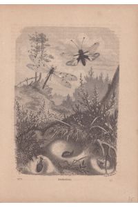 Ameisenlöwen, Holzstich von 1879, Blattgröße: 26, 5 x 18, 5 cm, reine Bildgröße: 19, 5 x 14 cm.