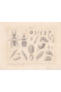 Zoologie, Stahlstich um 1840 mit einer Vielzahl an Tieren, Blattgröße: 20, 3 x 26 cm, reine Bildgröße: 17 x 22 cm.