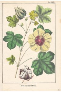 Baumwollenpflanze, altkolorierte Lithographie um 1850, Blattgröße: 24 x 16, 3 cm, reine Bildgröße: 22 x 14 cm.