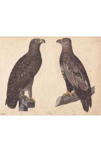 Adler, altkolorierte Lithographie um 1828 mit zwei Exemplaren, Blattgröße: 19 x 24 cm, reine Bildgröße: 18 x 21, 5 cm.