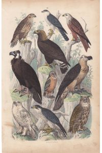 Adler, Geier, Eulen, altkolorierte Lithographie um 1870 von Emil Hochdanz, Blattgröße: 21, 5 x 14 cm, reine Bildgröße: 18, 5 x 12 cm.