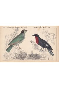Araponga Summer Bird, Red-Breasted Fruit Crow, handkolorierter Stahlstich um 1860 mit zwei Exemplare, Blattgröße: 16 x 25, 2 cm, reine Bildgröße: 14 x 22, 5 cm.