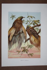 Birds of Paradise, schöne Chromolithographie um 1890, Blattgröße: 31 x 22, 5 cm, reine Bildgröße: 24, 5 x 16 cm.