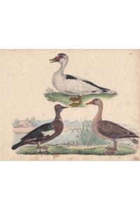 Bisamente, Wilde Gans, altkolorierte Lithographie um 1828 mit drei Vögeln, Blattgröße: 19, 5 x 24, 3 cm, reine Bildgröße: 17, 5 x 22, 5 cm.