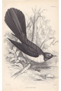 Black Fan - Tail, teilkolorierter Stahlstich um 1840 von Lizars nach Swainson, Blattgröße: 16, 3 x 10 cm, reine Bildgröße: 14 x 10 cm.