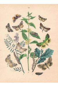Schmetterlinge Schmetterling butterfly butterflies Lithographie lithograph
