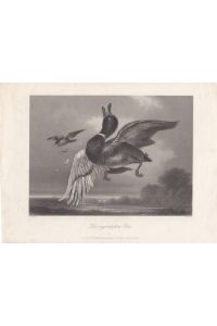 Die angeschossene Ente, Stahlstich um 1850 von W. French nach C. Lance aus dem Hause A. H. Payne, Blattgröße: 21, 5 x 28, 7 cm, reine Bildgröße: 19 x 21, 5 cm.