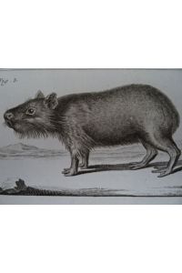 Le Babi-Roussa. Le Tapier. Le Cabiai. Kupferstich von Benard nach Martinet aus Histoire Naturelle in der Enzyklopädie von Diderot u. d'Alembert, um 1770. 32, 5 x 20, 5 cm.