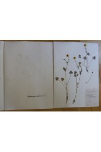 Privates Herbarium von 1979 / 80 : Ruderalpflanzen