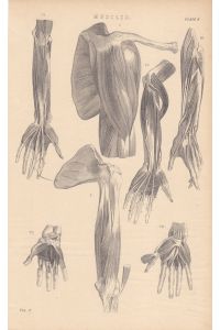 Anatomie, Muscles, Muskel, Unterarm, Hand, Schulter, Stahlstich um 1880 mit sieben detaillierten Einzelabbildungen, Blattgröße. 24, 2 x 15 cm, reine Bildgröße: 22 x 14 cm.