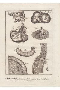 Anatomie, Parties de l´Estomac du foie et des Sarties veisines, Magen, original Kupfestich um 1750 mit Einzelabbildungen des menschlichen Magens, Blattgröße: 21, 2 x 15, 5 cm, reine Bildgröße: 18, 5 x 11, 8 cm.