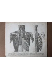 Anatomie, Rücken und Halsmuskulatur, Stahlstich um 1852 aus Roberti Froriepis Atlas anatomicus, die einzelnen Bestandteile nummeriert und darunter typographisch gelistet, Blattgröße: 28, 7 x 35 cm, reine Bildgröße: 27 x 32 cm.