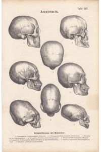 Anatomie, Schädelformen des Menschen, Stahlstich um 1880 mit acht Einzelabbildungen, darunter typographisch bedruckt, Blattgröße: 22, 3 x 15 cm, reine Bildgröße: 21 x 12, 5 cm.