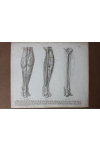 Anatomie, Wadenmuskulatur, Stahlstich um 1852 aus Roberti Froriepis Atlas anatomicus, die einzelnen Bestandteile nummeriert und darunter typographisch gelistet, Blattgröße: 28, 5 x 34 cm, reine Bildgröße: 27 x 30, 2 cm.