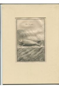 Phoca , Veau marin - Kupferstich  - Seehund Robbe