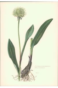 1956 - Druck: Allermannsharnisch - Allium Victorialis  - Offsetdruck nach einer Lithographie von C. Caspari