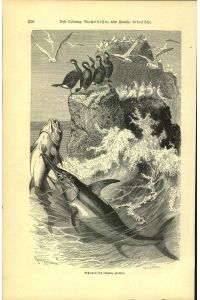 Holzschnitt - Kunstdruck - 1893 - Schwertfisch (Xiphias gladius) Fisch  - Holzstich