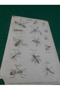 Original- Stahlstich: Insekten [Fliegen, Mücken etc. ]  - Zoologie, Class Insecta. Ordo Hymenoptera. Ordo Neuroptera. Panorpa communis.