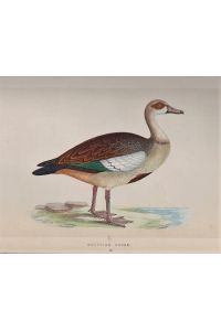 A History of British Birds. Vol. V. and vol. VI.