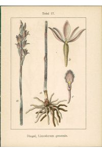 Lithographie : Dingel, Limodorum generale. Sumpfwurz, Epipactis palustris.