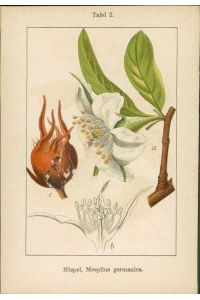 Lithographie : Echte Hirschbeere, Cotoneaster integerrima.   - Mispel, Mespilus germanica.