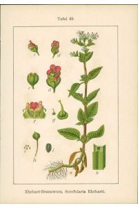 Lithographie : Ehrhart-Braunwurz, Scrofularia Ehrharti. Frühlings-Braunwurz, Scrofularia vernalis.